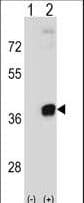 PRPS2 Antibody (aa77-106)