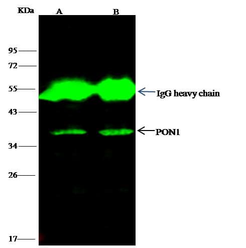 Polyclonal Rabbit anti-Human PON1 / ESA Antibody (Preservative Free, IHC, WB)