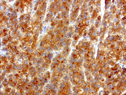 SQSTM1 Antibody (clone UMAB13, Carrier-free)