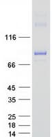 Human NAK / TBK1 Protein (Recombinant Myc-DDK (Flag))