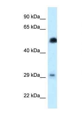 HSF2 Antibody (aa48-97)