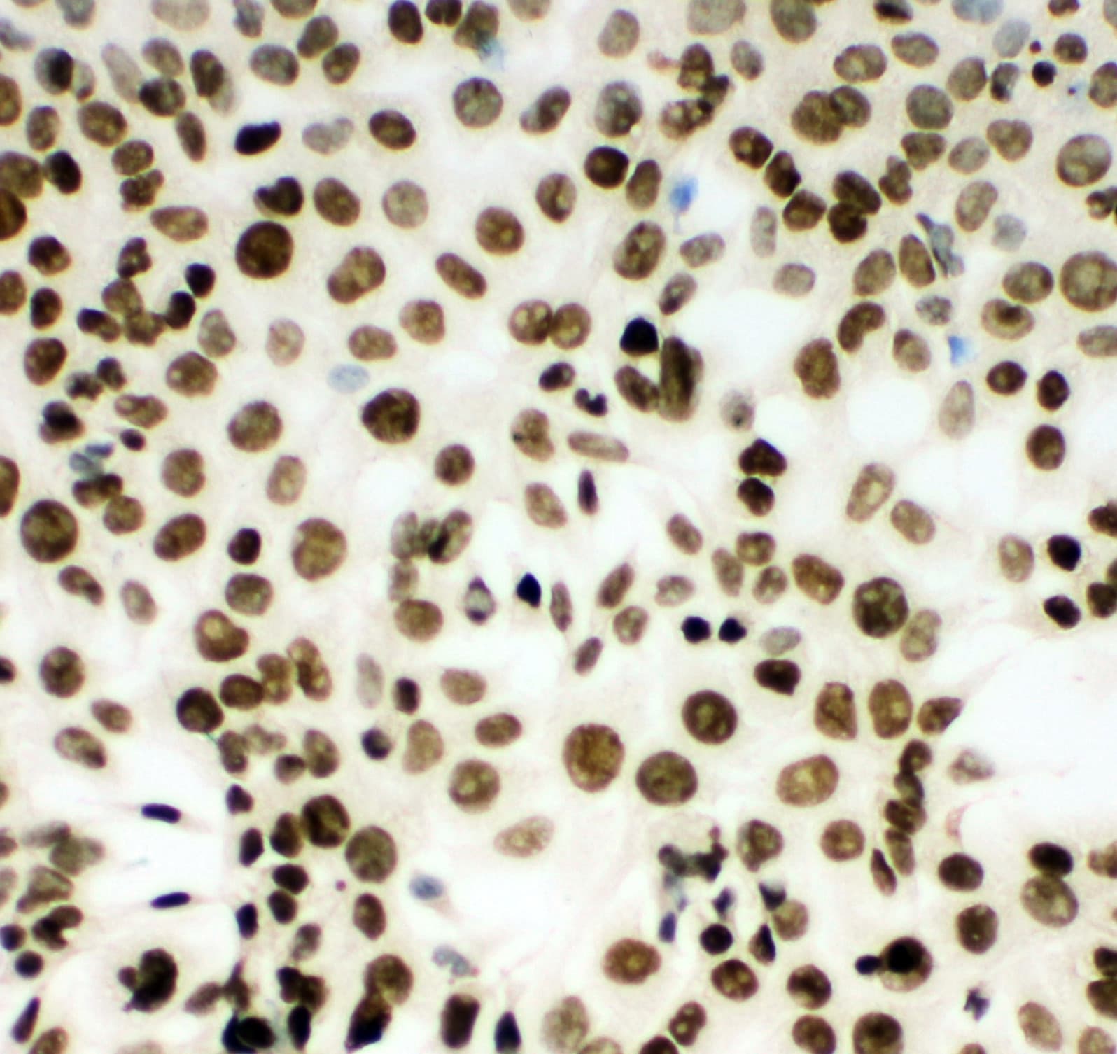 MCM2 Antibody (aa884-904)