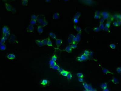 ZDHHC5 Antibody