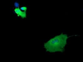 Monoclonal Mouse anti-Human MAP2K1 / MKK1 / MEK1 Antibody (clone OTI5F5, Carrier-free, IF, WB)