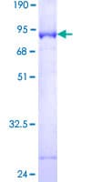 Human RNF113A Protein (Recombinant GST)