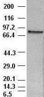 Monoclonal Mouse anti-Human STAT4 Antibody (clone OTI2A2, IHC, WB)