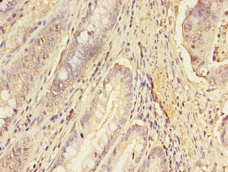 ERGIC1 Antibody (aa48-254)