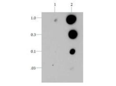 HIST3H3 Antibody (phospho-Thr6)