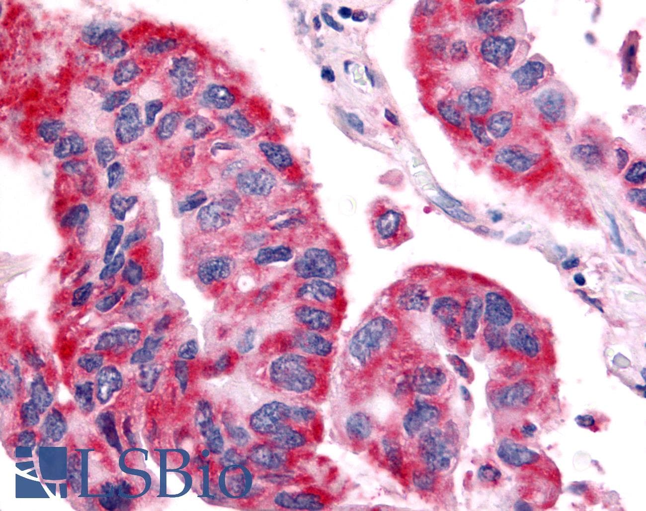 PathPlus™ OR6N1 Antibody (Extracellular Domain)
