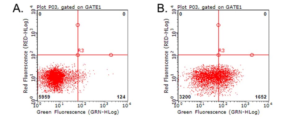 Monoclonal Mouse anti-Human HAVCR2 / TIM-3 Antibody (clone OTI1D6, WB)