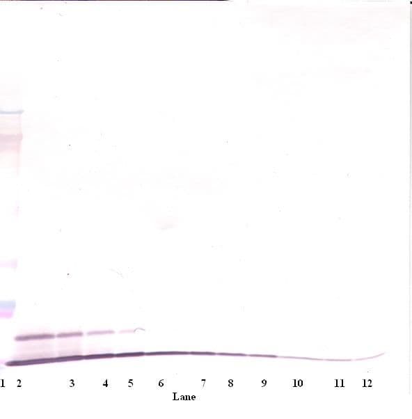 CXCL1 / GRO Alpha Antibody