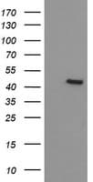 IDO1 / IDO Antibody (clone OTI3B10)