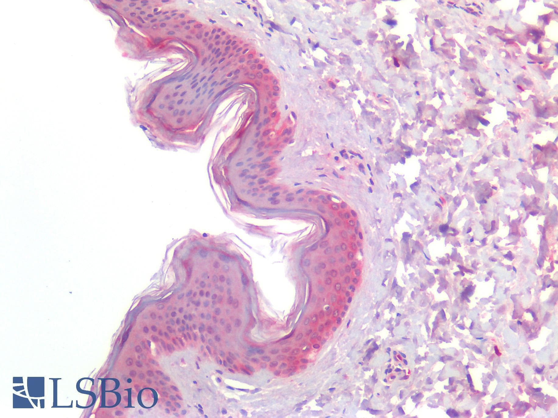 PathPlus™ CALCRL / CGRP Receptor Antibody (Cytoplasmic Domain)