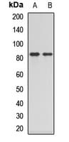 COLEC12 Antibody