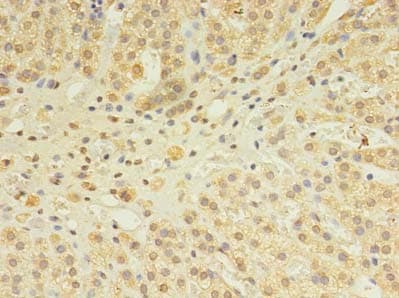 SNX24 Antibody