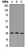 Polyclonal Rabbit anti-Human GZMM / Granzyme M Antibody (C-Terminus, WB)