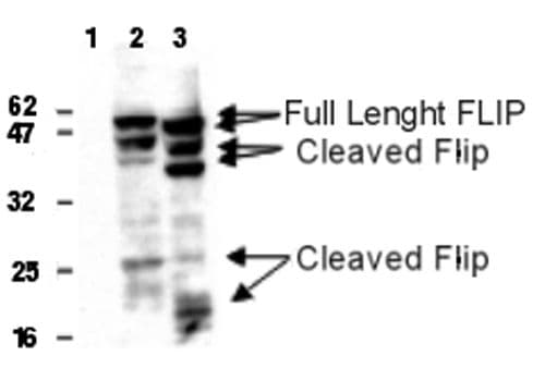 CFLAR / FLIP Antibody (aa1-480, clone Dave-2)