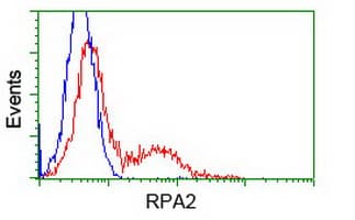 RPA2 / RFA2 / RPA34 Antibody (clone OTI3A12, Carrier-free)