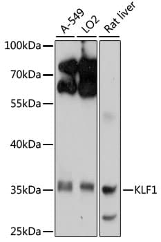 EKLF / KLF1 Antibody