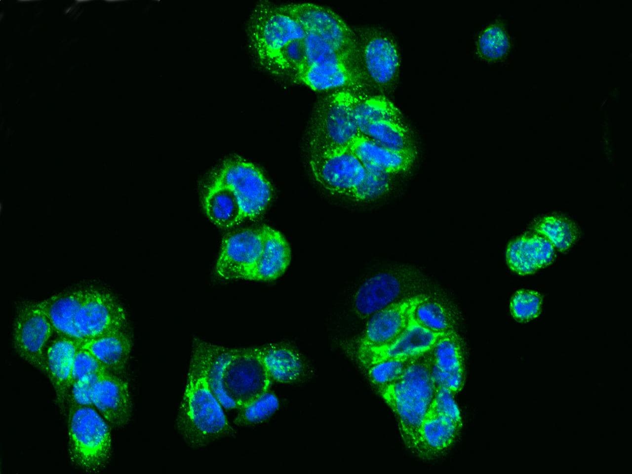 Polyclonal Rabbit anti-Human SPINT2 / HAI-2 Antibody (Preservative Free, IF, WB)