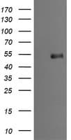 MDM4 / MDMX Antibody (clone OTI2E11, Carrier-free)