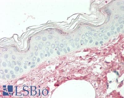 IHC-plus™ Monoclonal Mouse anti-Human SERPINA12 / Vaspin Antibody (clone VP63, IHC, WB)