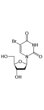 BrdU Antibody
