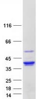 Human CASP7 / Caspase 7 Protein (Recombinant Myc-DDK (Flag))