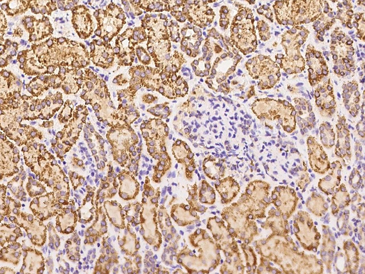 GCSH Antibody (clone 187, Preservative Free)