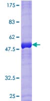 Human RAB33B Protein (Recombinant GST)