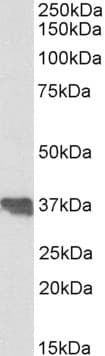 IHC-plus™ CLU / Clusterin Antibody (aa488-501)