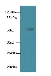 WDR37 Antibody