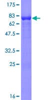 Human RUFY3 / RIPX Protein (Recombinant GST)