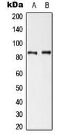 CTTN / Cortactin Antibody (phospho-Tyr421)