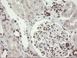 TLE1 / TLE 1 Antibody (aa180-460, clone OTI1H2, Carrier-free)