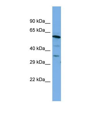 BSDC1 Antibody (aa238-287)