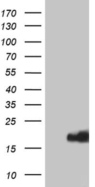 IFITM2 Antibody (clone OTI3B1, Carrier-free)