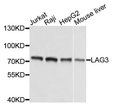 LAG3 Antibody