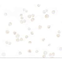 Polyclonal Rabbit anti-Human SDF1 / CXCL12 Antibody (WB)