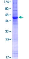 Human SLC8A3 / NCX3 Protein (Recombinant GST)