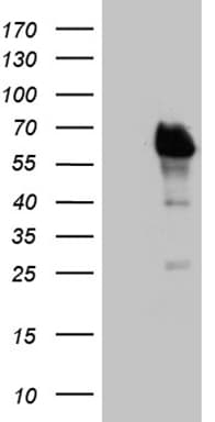 Monoclonal Mouse anti-Human E2F4 Antibody (clone OTI10E7, aa86-413, WB)