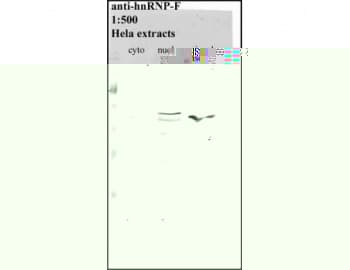Monoclonal Mouse anti-Human HNRNPF / hnRNP F Antibody (clone 3H4, WB)