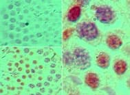 IHC-plus™ SOX9 Antibody (aa225-275)