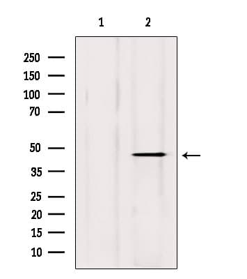 Polyclonal Rabbit anti-Human DXO / DOM3Z Antibody (IHC, WB)
