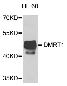 DMRT1 Antibody