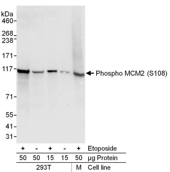 MCM2 Antibody (phospho-Ser108)