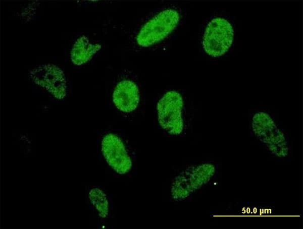 Monoclonal Mouse anti-Human SP1 Antibody (clone 4H6, IF, WB)
