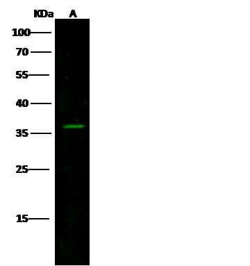 KCNIP3 / Dream / Calsenilin Antibody (Preservative Free)