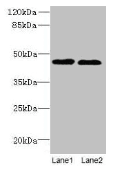 Polyclonal Rabbit anti-Human KCNK13 / THIK-1 Antibody (IHC, WB)