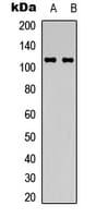 ITGA3 / CD49c Antibody (Internal)
